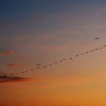 Stormo di fenicotteri nei pressi di Isla Pajaros